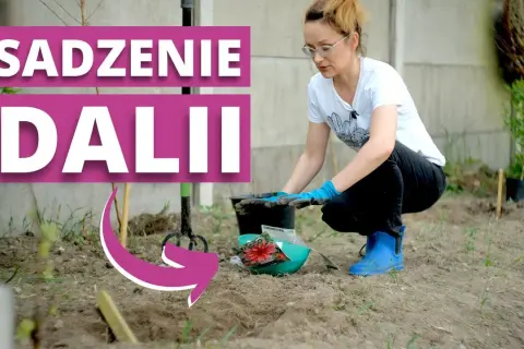 Jak sadzić georginie: krok po kroku, by uniknąć błędów w ogrodzie
