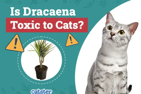 A silver tabby cat looks up at a potted Dracaena plant, with text asking "Is Dracaena Toxic to Cats?".