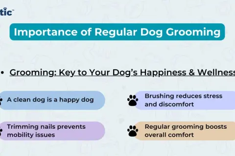 Discover essential dog grooming tips! Learn how regular grooming boosts your dog's happiness, wellness, and comfort, preventing issues like stress and mobility problems.