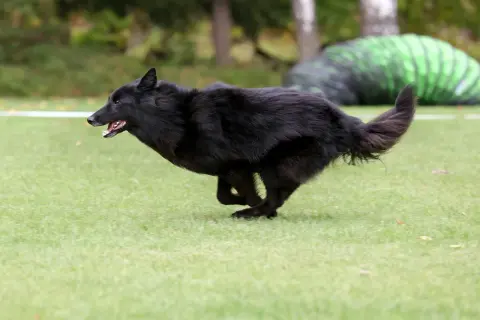 Un agile pastore belga groenendael corre veloce sull'erba, con la lingua fuori e la coda alzata.