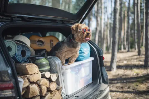 En hund med solglasögon sitter i en bil fullastad med ved, gitarr, liggunderlag och en kaffepanna. Det ser ut som att någon har tänkt på att packa bilen smart för en utflykt.
