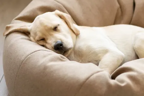 En söt hundvalp sover tryggt i sin bädd. Den lilla hunden ensam hemma drömmer nog om lek och bus.