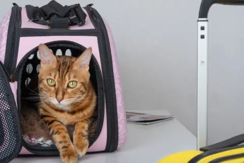 Gatto soriano con occhi verdi in un trasportino rosa, pronto per viaggiare con il gatto. Valigie sullo sfondo.