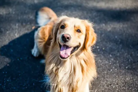 Ile lat żyje Golden Retriever? Poznaj prawdę i zadbaj o pupila
