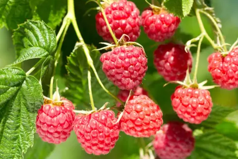 Reife Himbeeren hängen an Zweigen. Bald werden sie geschnitten und zu leckerem Kuchen verarbeitet.