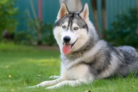 Pies jak husky – rasy o podobnym wyglądzie i charakterze, które warto poznać