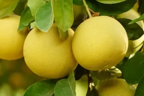 Czy pies może jeść pomelo? Sprawdź ryzyko dla zdrowia pupila