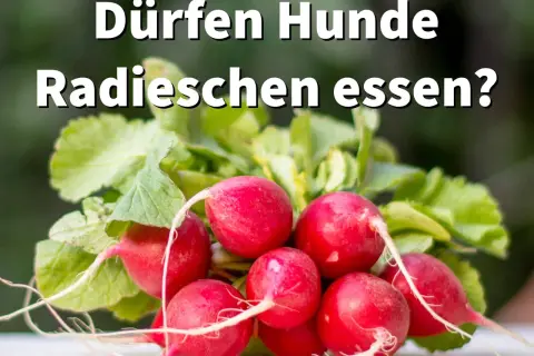 Ein Haufen frischer Radieschen mit grünen Blättern. Die Frage "Dürfen Hunde Radieschen essen?" steht im Vordergrund.