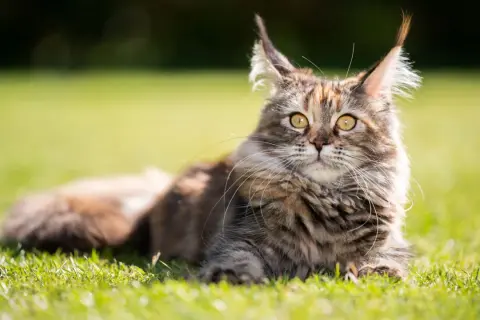 Majestatyczny maine coon o dzikim spojrzeniu leży na trawie. Jego charakter, pełen łagodności i dumy, emanuje z każdego włosa.