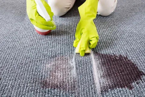 Hände mit Handschuhen sprühen Reiniger auf Fleck, um den Teppich zu reinigen. Waschpulver hilft bei hartnäckigen Flecken.