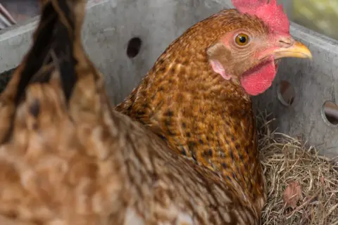 Braunes Huhn mit roten Kamm und Kehllappen, das in einem Nest aus Stroh sitzt. Es könnte Anzeichen von bauchwassersucht zeigen.