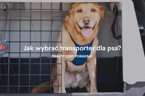 Transporter dla szczeniaka: jak wybrać idealny model dla pupila