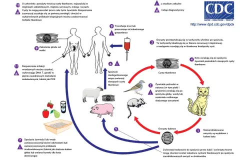 Cykl życiowy Toxoplasma gondii. Objawy toksoplazmozy u ludzi obejmują cysty tkankowe w mięśniach, mózgu.