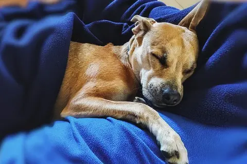 Un perro de pelaje canela duerme plácidamente envuelto en mantas azules. Quizás sueñan los perros con perseguir ardillas o recibir caricias.