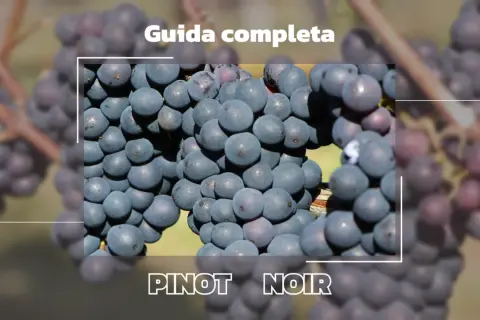 Grappoli di Pinot Nero maturi, pronti per una guida completa alla degustazione.