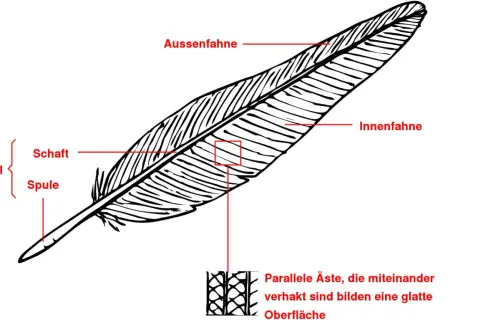 Detailansicht einer Vogelfeder mit Beschriftung von Kiel, Schaft, Spule, Außenfahne und Innenfahne. Die federarten vogel sind hier gut erkennbar.