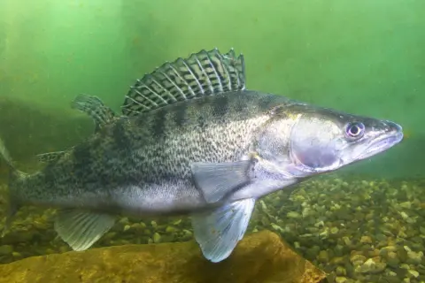 Ein Zander schwimmt im trüben Wasser über Kies. Seine schuppige Haut und die markante Rückenflosse sind gut erkennbar. Er sucht nach Zander Nahrung.
