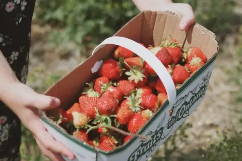 Ile można zarobić na truskawkach w Holandii? Zaskakujące fakty o zarobkach