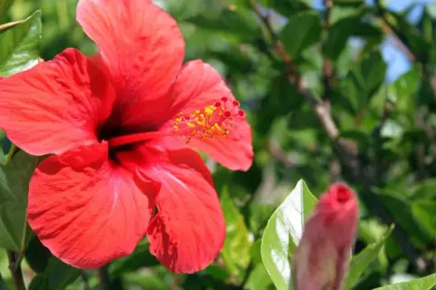 Piękny, czerwony hibiskus w pełni rozkwitu, obok pąk. To dowód, że hibiskus kwitnie latem.