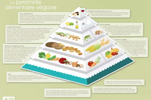 Pyramide alimentaire végane : huiles, noix, graines (lipides) sont sources d'acides gras essentiels.