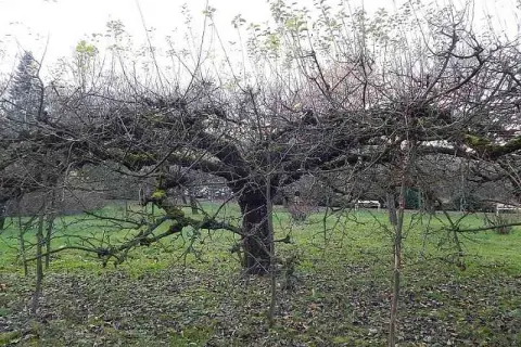 Jak przyciąć starą jabłoń? Odmładzanie krok po kroku