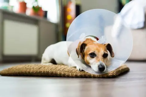 Pies w kołnierzu ochronnym leży na poduszce. Szukasz, czym zastąpić kołnierz dla psa?