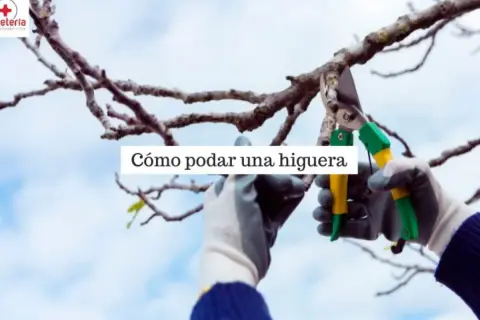 Manos enguantadas podan una higuera con tijeras de podar. El cielo azul y las nubes forman el fondo.