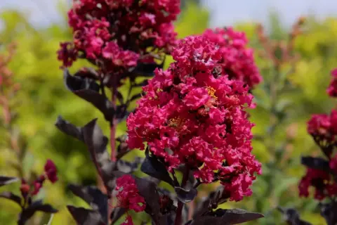 Fiori rosa intenso su un albero di loto, con foglie scure e uno sfondo verde sfocato.