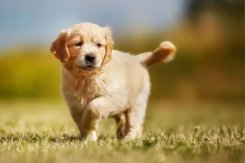 Un adorable cachorro golden retriever corre por el césped, con su cola en alto y una expresión curiosa.