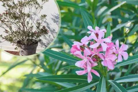 Piękny oleander w donicy, z bliska widać delikatne różowe kwiaty i długie zielone liście.