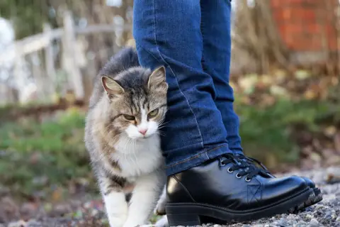 Un gato atigrado se frota contra la pierna de una persona con jeans y botas negras. Es una muestra de afecto, una forma de decir "porque los gatos se frotan con las personas".