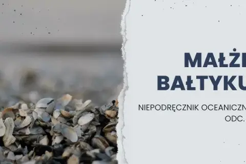 Jakie muszle występują w Bałtyku? Poznaj najciekawsze gatunki i ich sekrety