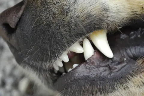 Nahaufnahme eines Hundemauls, das knurrt und seine scharfen Zähne zeigt.