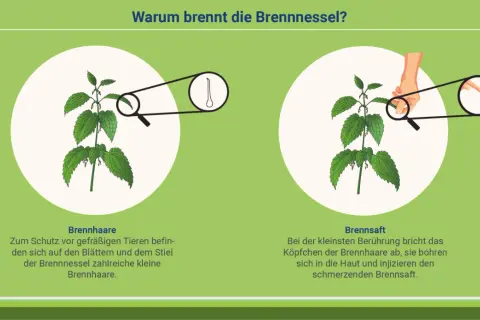 Die Brennnessel hat Brennhaare, die bei Berührung Brennsaft in die Haut injizieren. Die Wirkung auf die Haut ist schmerzhaft.