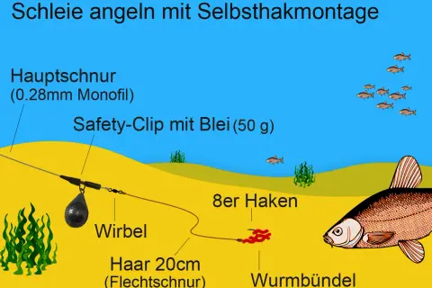 Montage zum Schleie angeln: Hauptschnur, Safety-Clip mit Blei, Wirbel, Haar mit Wurfbündel und Haken. Kleine Fische schwimmen im Wasser.