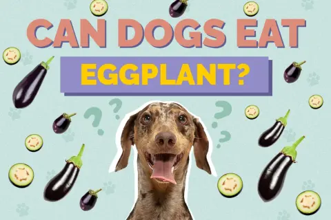 A dog looks curious surrounded by eggplants and question marks, asking "Can dogs eat eggplant?