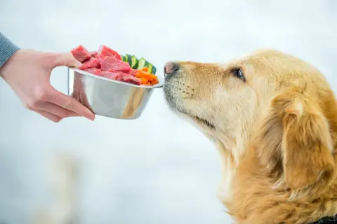 Ein Golden Retriever schnuppert neugierig an einer Schüssel mit rohem Fleisch und Gemüse. So sieht gesunde Ernährung aus, wenn Hunde essen.