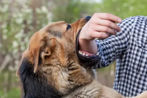 Un chien mechant mord le bras d'une personne portant une chemise à carreaux.