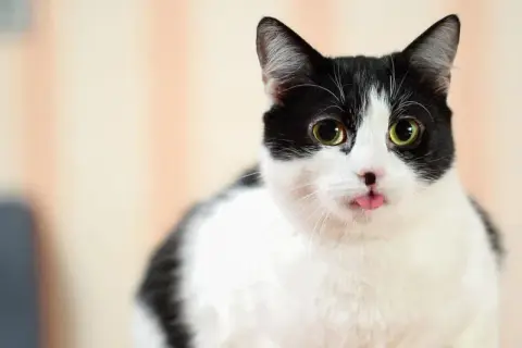 Gato blanco y negro saca la lengua. ¿Puede sobrevivir un gato envenenado? Este gatito parece fuerte.