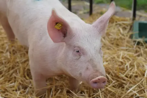 Młoda, różowa świnka z żółtą kolczykiem w uchu, leżąca na słomie. Czy można hodować świnie na własny użytek?
