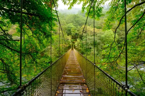 Puente colgante en las fragas del Eume, un mirador natural entre árboles frondosos y un río.
