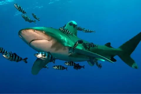 Rekiny w Marsa Alam w towarzystwie ławicy ryb.
