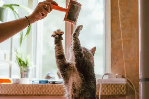 Un gato se estira para alcanzar un cepillo, ¡quizás para evitar las bolas de pelo!
