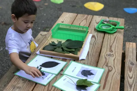 A young boy engages in Montessori outdoor activities, matching real leaves to identification cards on a wooden table.