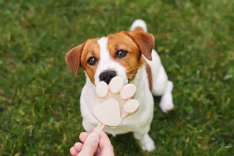 Czy pies może jeść lody? Ten uroczy Jack Russell Terrier z pewnością myśli, że tak, gdy próbuje ugryźć lodowy przysmak w kształcie łapki.