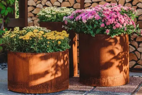 Krysantemum ute i rostiga krukor. Gula, vita och rosa blommor skapar en färgsprakande höstscen.