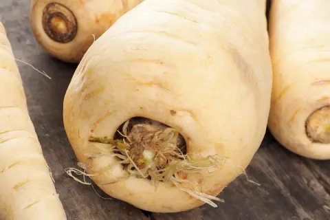 Frisch geerntete Pastinaken, bereit zum Kochen. Diese Wurzelgemüse sind ideal für Suppen und Eintöpfe.
