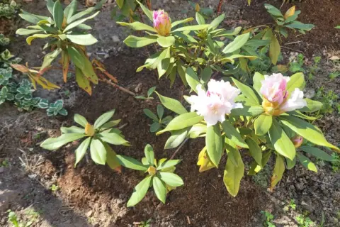 Rododendron z brązowiejącymi liśćmi, objaw choroby. Widać pąki i kwitnące kwiaty.