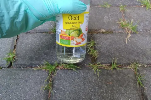 Rękawica w zielonej rękawiczce trzyma butelkę octu spirytusowego 10%, gotowa do walki z chwastami wyrastającymi między płytkami chodnikowymi.