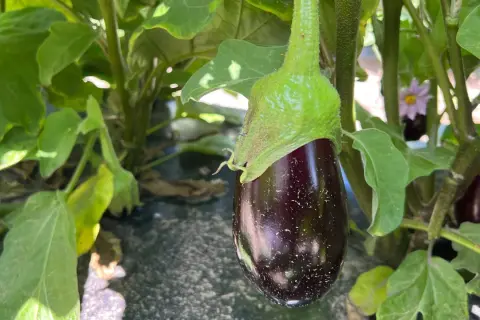 Eine junge Aubergine hängt an einem grünen Stiel, umgeben von großen Blättern. Die Aubergine pflanzen lohnt sich, denn bald reifen weitere Früchte.